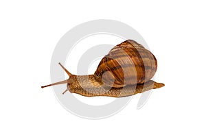 Large grape snail closeup on white background. Isolated image