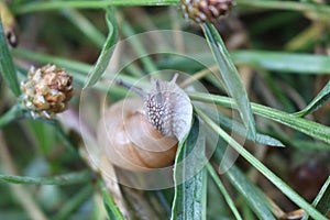 A large grape snail crawls on a plant stem