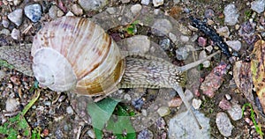 Large grape snail crawls slowly along a gravel road