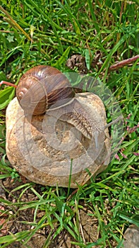 A large grape snail crawls on a stone, sitting on a rock