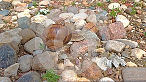 A large grape snail crawls on a stone, sitting on a rock