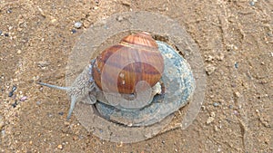 A large grape snail crawls on a stone, sitting on a rock