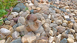 A large grape snail crawls on a stone, sitting on a rock