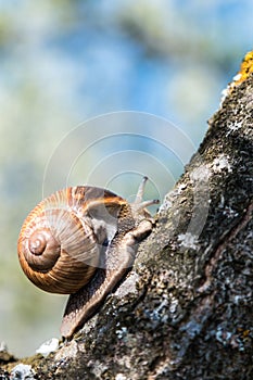 Large grape snail crawls on a tree