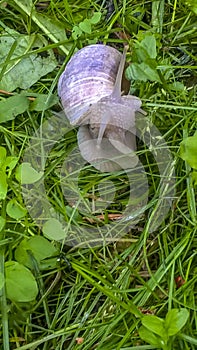 A large grape snail creeps over the green vegetation cover. Grape snail with white shell