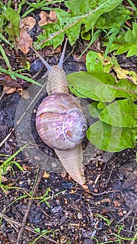 A large grape snail creeps over the green vegetation cover. Grape snail with white shell