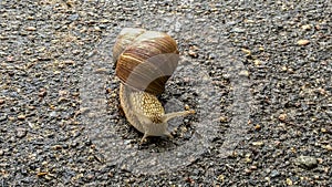 A large grape snail creeps over the green vegetation cover. Grape snail with white shell