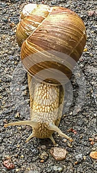 A large grape snail creeps over the green vegetation cover. Grape snail with white shell
