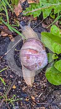 A large grape snail creeps over the green vegetation cover. Grape snail with white shell photo