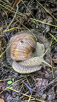 A large grape snail creeps over the green vegetation cover. Grape snail with white shell photo
