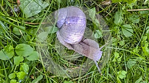 A large grape snail creeps over the green vegetation cover. Grape snail with white shell photo