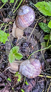 A large grape snail creeps over the green vegetation cover. Grape snail with white shell photo