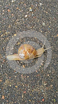 A large grape snail creeps over the green vegetation cover. Grape snail with white shell photo