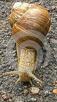 A large grape snail creeps over the green vegetation cover. Grape snail with white shell photo