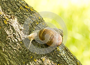 A large grape snail