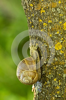 A large grape snail