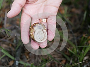 a large grape snail lies in the palm of the woman`s right hand with two gold rings on the finger