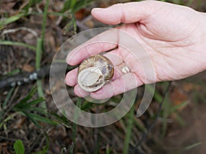 A large grape snail lies in the palm of the woman`s right hand with two gold rings on the finger