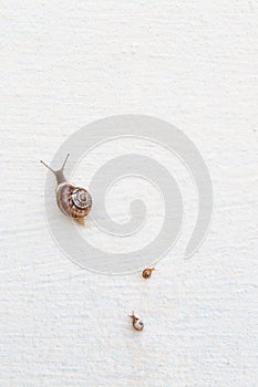 A large grape snail with small snails crawls along a white surface
