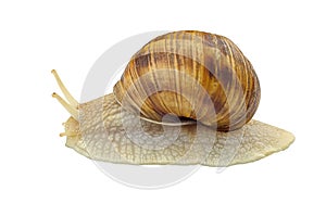 Large grape snail on a white background, isolate