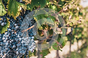 Large grapes on the farm - Luberon