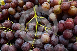 Large grapes. Pile of red grapes. Fresh fruit sale. The grape juice