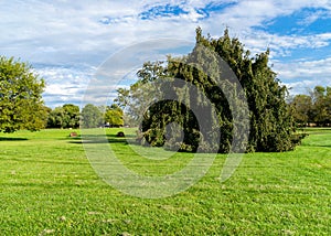 Large grass area in a park on a sunny dy