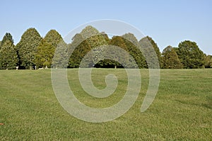Large grass area with row of trees