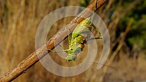 Large grasshopper