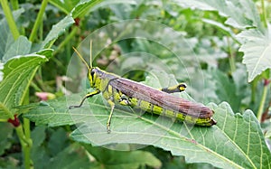 Large grasshopper insect sitting on green leaf in garden