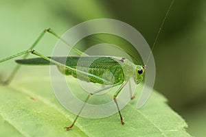 Large grasshopper macro in Tangkoko National Park. North Sulawesi, Indonesia.