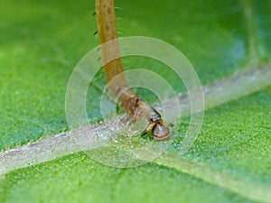 Large Grasshopper`s Foot On Leaf