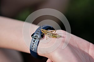 Large grasshopper sitting on an arm with a blue smartwatch and blurred background.