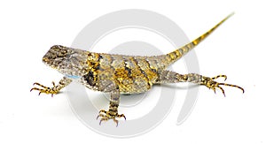 Large gravid female eastern fence lizard or swift - Sceloporus undulatus - front side profile view isolated on white background.