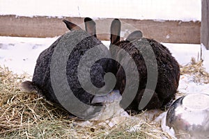 Large gray and black rabbits are the symbol of 2023, on the territory of the farm corral.