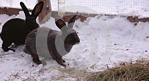 Large gray and black rabbits are the symbol of 2023, on the territory of the farm corral.