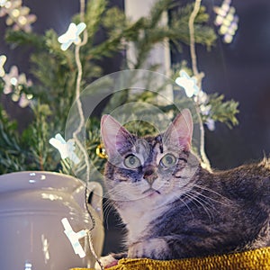 A large gray cat lies by the window with a Christmas tree garland on New Years Eve. A pet as a New Year gift from santa claus