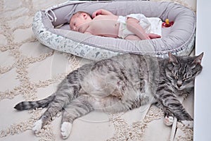 A large gray cat next to a newborn baby to a cocoon on the crib