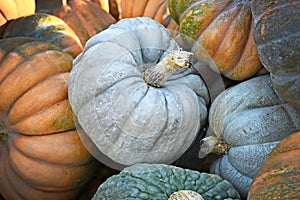 Large gray colored `Jarrahdale` pumpkin