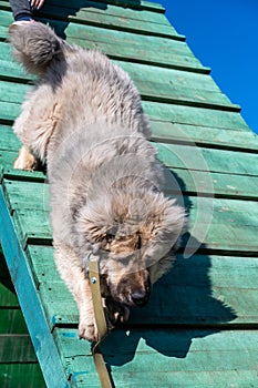 A large gray dog walks headfirst down a green wooden gymnasium. High slide on an obstacle course. Male Caucasian shepherd dog