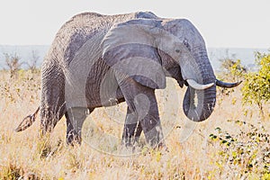 Large gray elephant walking around on a sunny nature reserve field