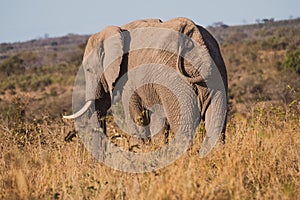 Large gray elephant walking around on a sunny nature reserve field