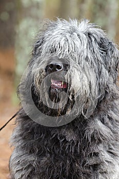 Large gray fluffy Sheepdog type dog with hair covering eyes