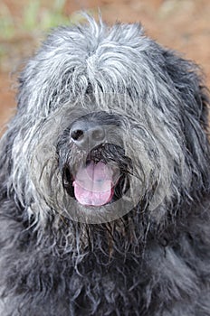 Large gray fluffy scruffy Old English Sheepdog Newfie type dog needs groom