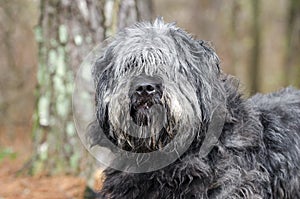 Large gray fluffy scruffy Old English Sheepdog Newfie type dog needs groom