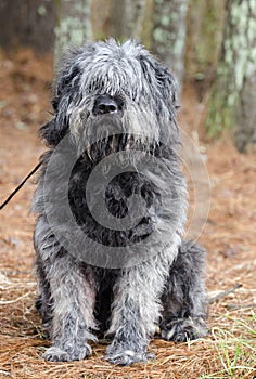 Large gray fluffy Sheepdog type dog needs grooming