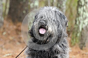 Large gray fluffy Sheepdog type dog panting tongue