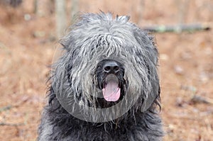 Large gray fluffy Sheepdog type dog panting tongue