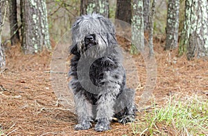 Large gray fluffy Sheepdog type dog sitting outside