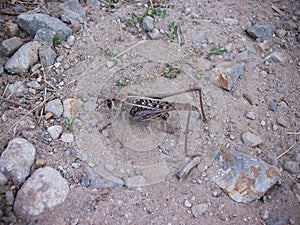 Large gray grasshopper released its sting into the ground